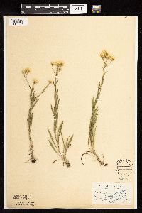 Solidago ptarmicoides image