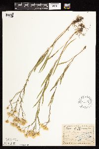 Solidago ptarmicoides image