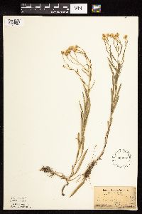 Solidago ptarmicoides image