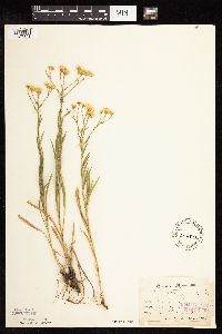 Solidago ptarmicoides image