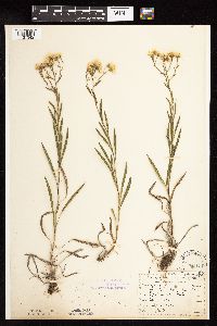 Solidago ptarmicoides image