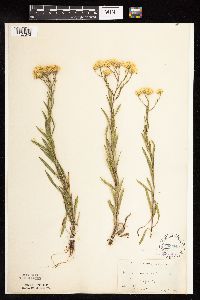 Solidago ptarmicoides image