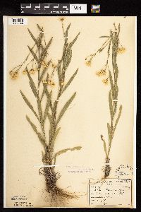 Solidago ptarmicoides image
