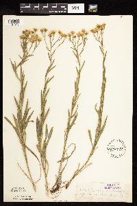 Solidago ptarmicoides image