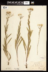 Solidago ptarmicoides image