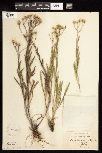 Solidago ptarmicoides image