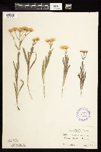 Solidago ptarmicoides image