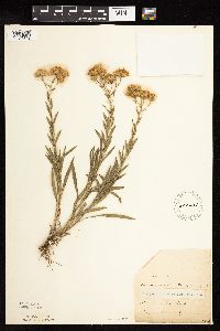 Solidago ptarmicoides image