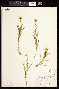 Solidago ptarmicoides image