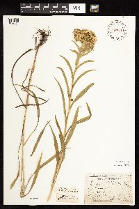 Solidago riddellii image