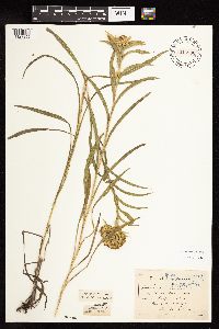 Solidago riddellii image