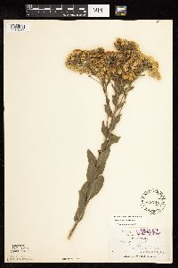 Solidago rigida subsp. rigida image