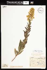 Solidago rigidiuscula image