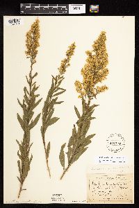 Solidago rigidiuscula image