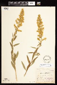 Solidago rigidiuscula image