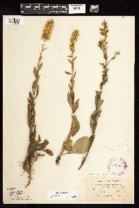 Solidago sciaphila image