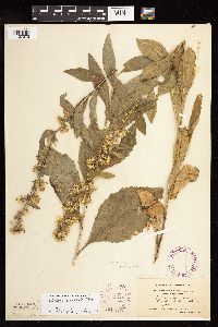 Solidago sciaphila image