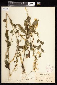 Solidago ulmifolia var. ulmifolia image