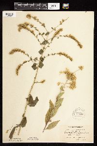 Solidago ulmifolia var. ulmifolia image
