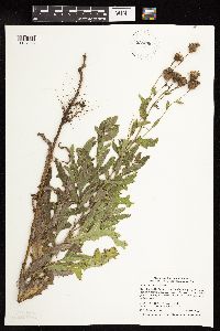 Cirsium arvense image