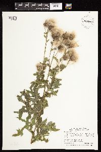 Cirsium arvense image