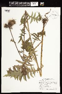 Cirsium muticum image