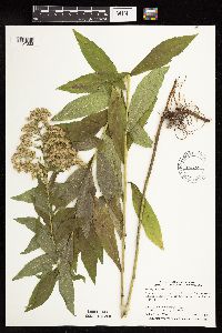 Solidago altissima subsp. altissima image