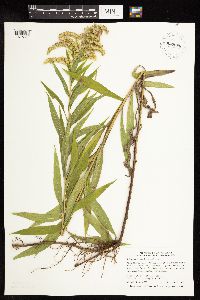 Solidago altissima subsp. altissima image