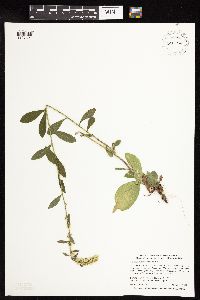 Solidago hispida image