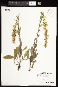 Solidago hispida image