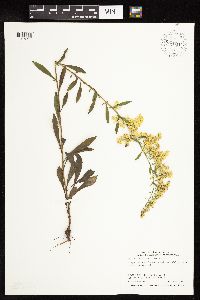 Solidago nemoralis subsp. nemoralis image