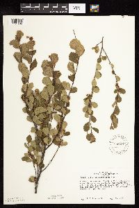 Betula pumila image