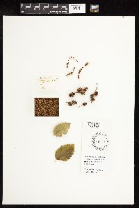 Alnus viridis subsp. sinuata image