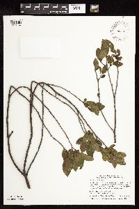 Rhamnus alnifolia image