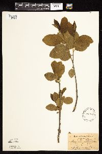 Rhamnus alnifolia image