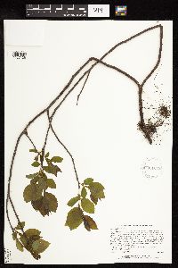 Rhamnus alnifolia image