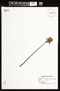 Rhamnus alnifolia image