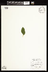 Rhamnus cathartica image