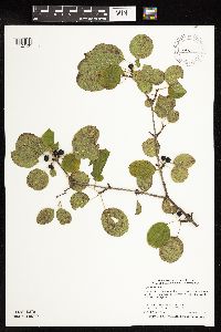 Rhamnus cathartica image