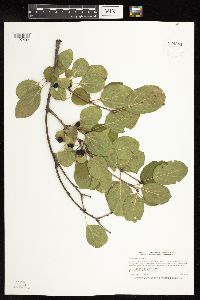 Rhamnus cathartica image