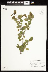 Rhamnus cathartica image