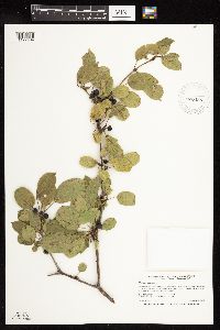 Rhamnus cathartica image