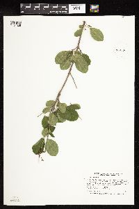 Rhamnus cathartica image