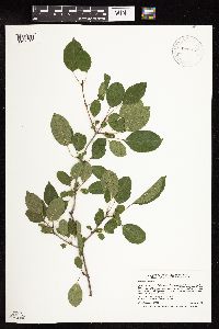 Rhamnus cathartica image