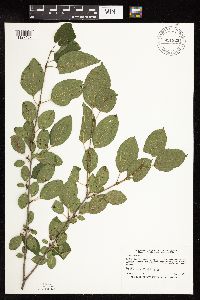 Rhamnus cathartica image