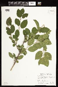 Rhamnus cathartica image