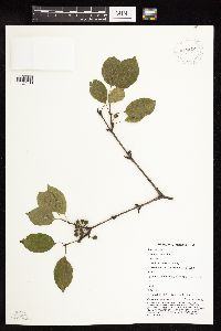 Rhamnus cathartica image