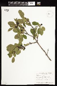 Rhamnus cathartica image