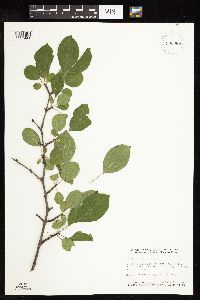 Rhamnus cathartica image