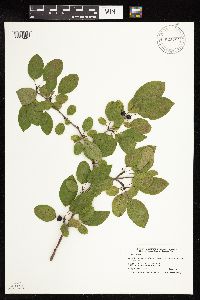 Rhamnus cathartica image